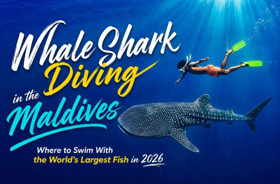 Whale Shark Diving in the Maldives: Where to Swim With the World&rsquo;s Largest Fish