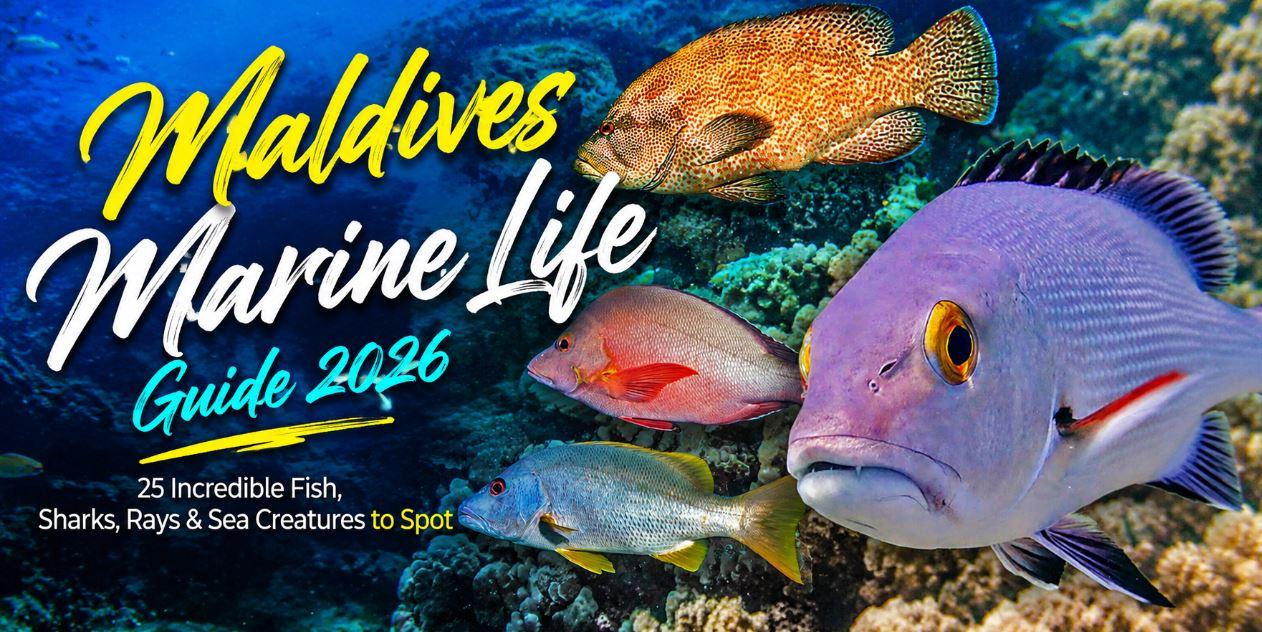 Maldives Marine Life Guide : 25 Incredible Fish, Sharks, Rays &amp; Sea Creatures to Spot