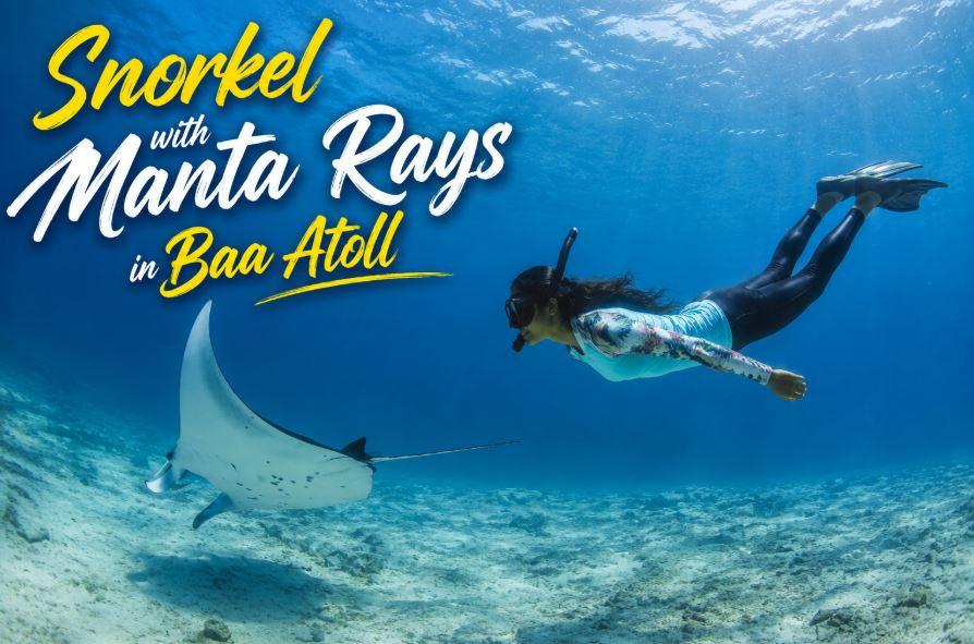 Snorkel with Manta Rays in Baa Atoll: An Unforgettable Maldives Adventure
