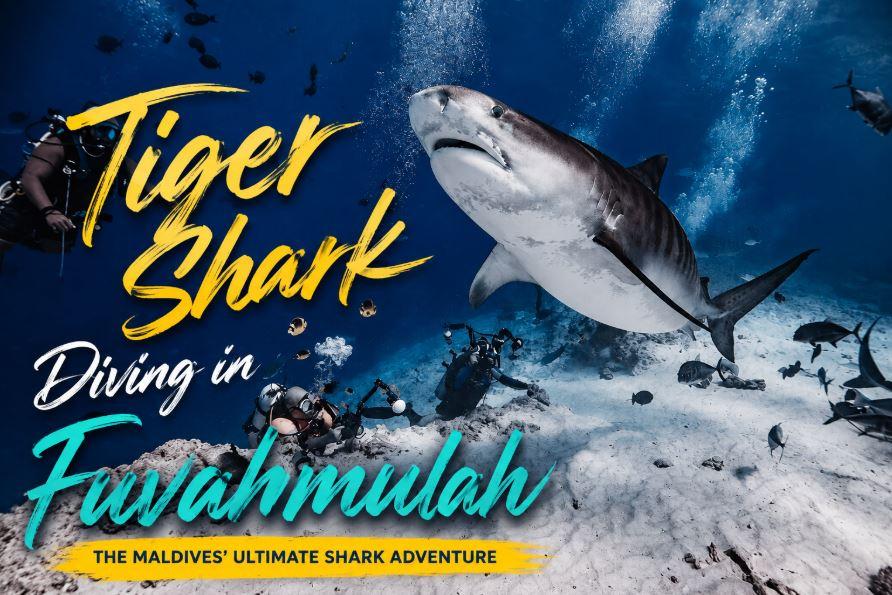 Tiger Shark Diving in Fuvahmulah: The Maldives&rsquo; Ultimate Shark Adventure