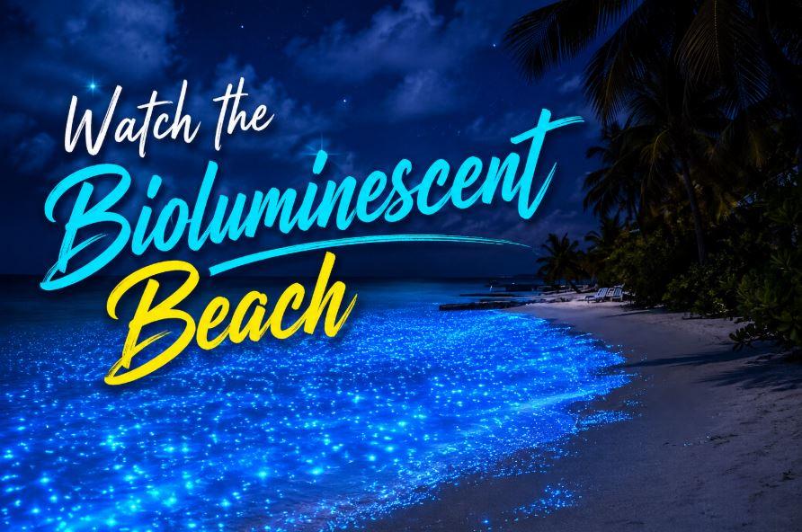 Watch the Bioluminescent Beach in the Maldives: Experience the Magical Sea of Stars