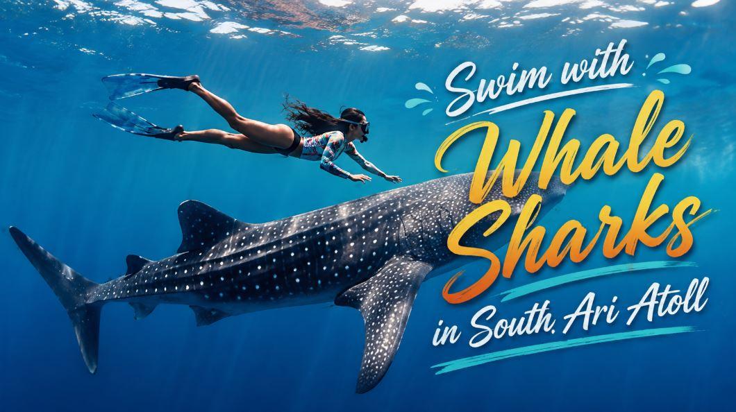 Swim with Whale Sharks in South Ari Atoll: An Unforgettable Maldives Adventure