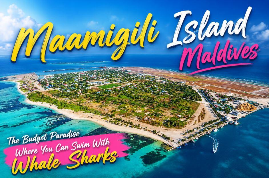 Maamigili Island Maldives: The Budget Paradise Where You Can Swim With Whale Sharks