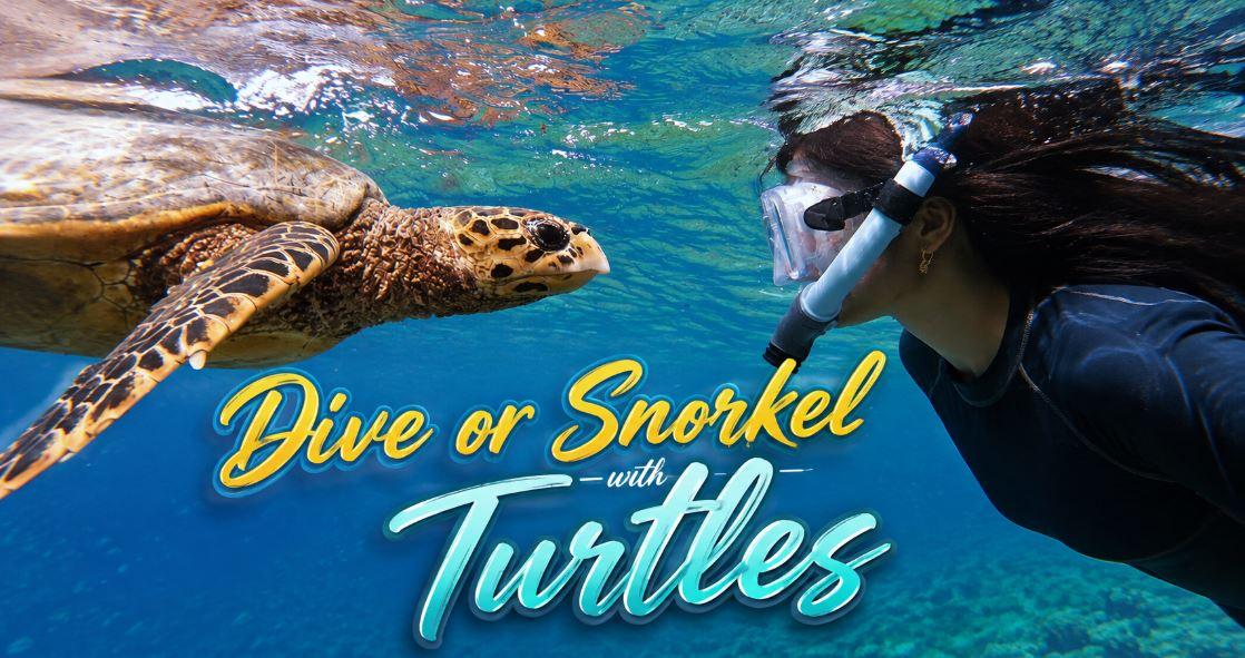 Dive or Snorkel with Turtles in the Maldives: An Unforgettable Underwater Encounter