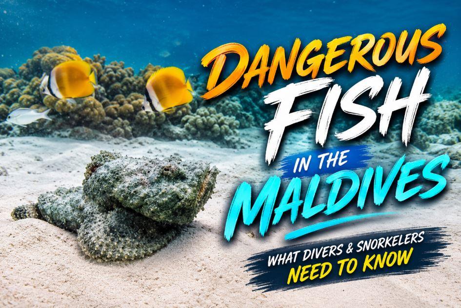 Dangerous Fish in the Maldives: 8 Marine Creatures Divers and Snorkelers Should Know