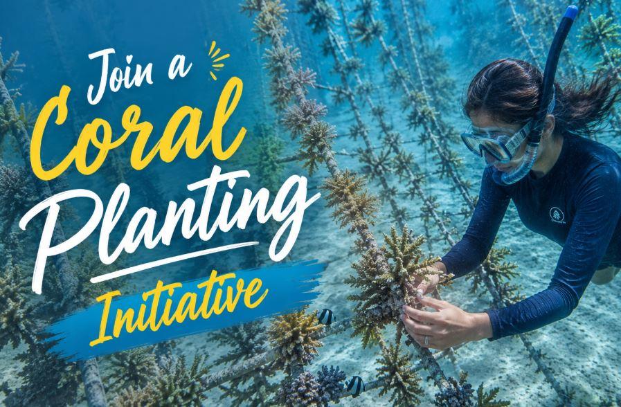 Join a Coral Planting Initiative in the Maldives: Help Restore Paradise