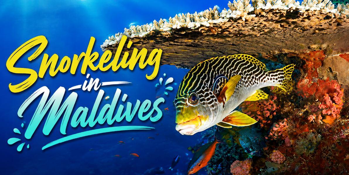 Snorkeling in the Maldives: Discover a Colorful Underwater Paradise