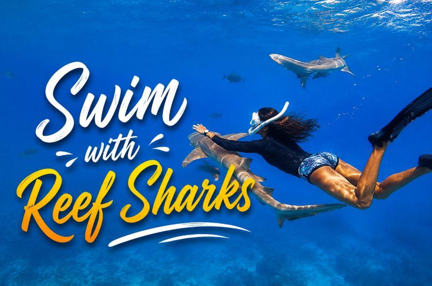 Swim with Reef Sharks in the Maldives: An Unforgettable Underwater Adventure