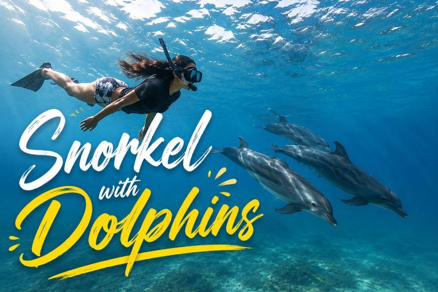 Snorkel with Dolphins in the Maldives: An Unforgettable Ocean Adventure