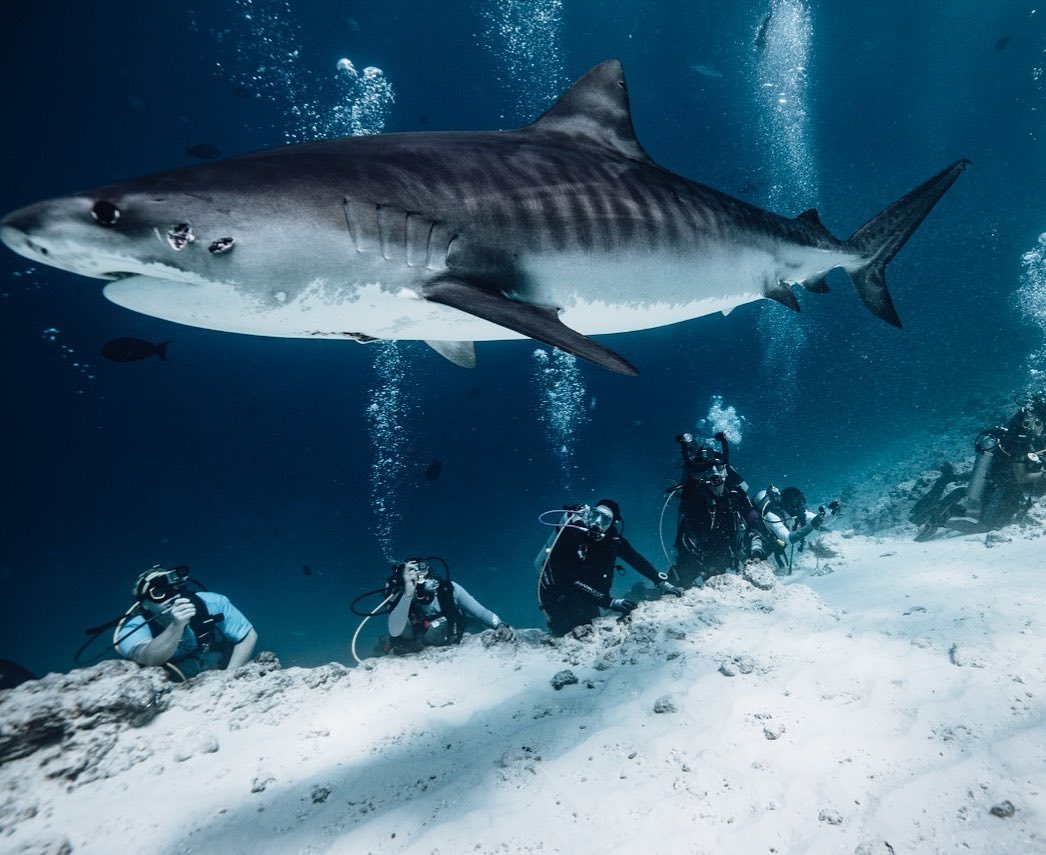 Test tour tiger shark diving