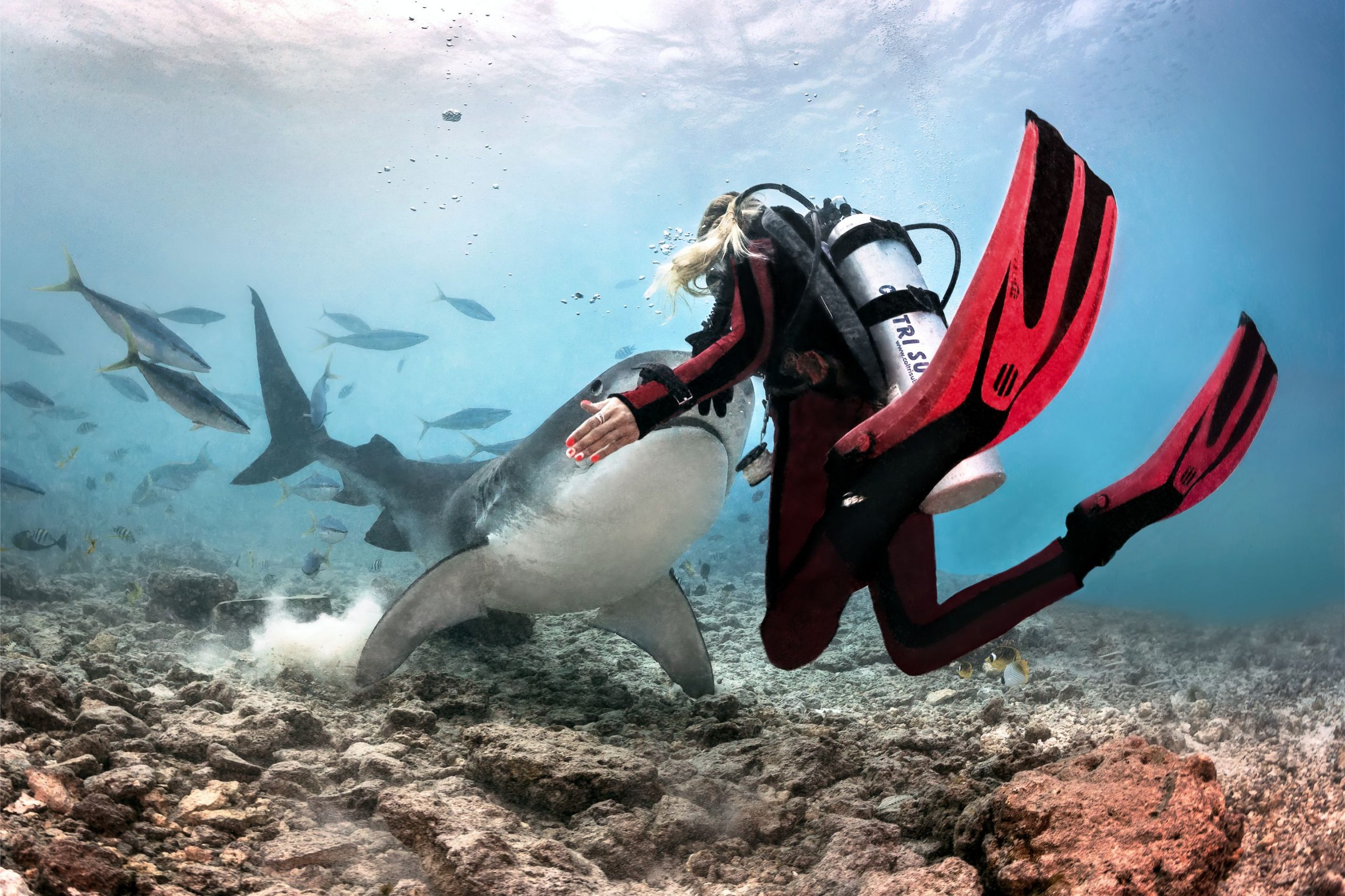 Test tour tiger shark diving