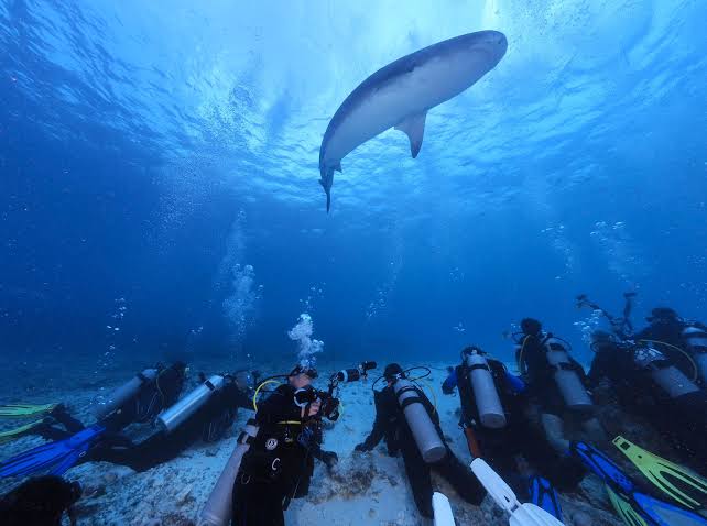 Test tour tiger shark diving