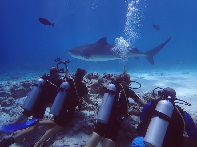 Test tour tiger shark diving