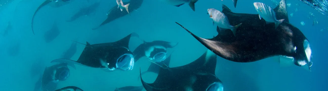 Baa Atoll