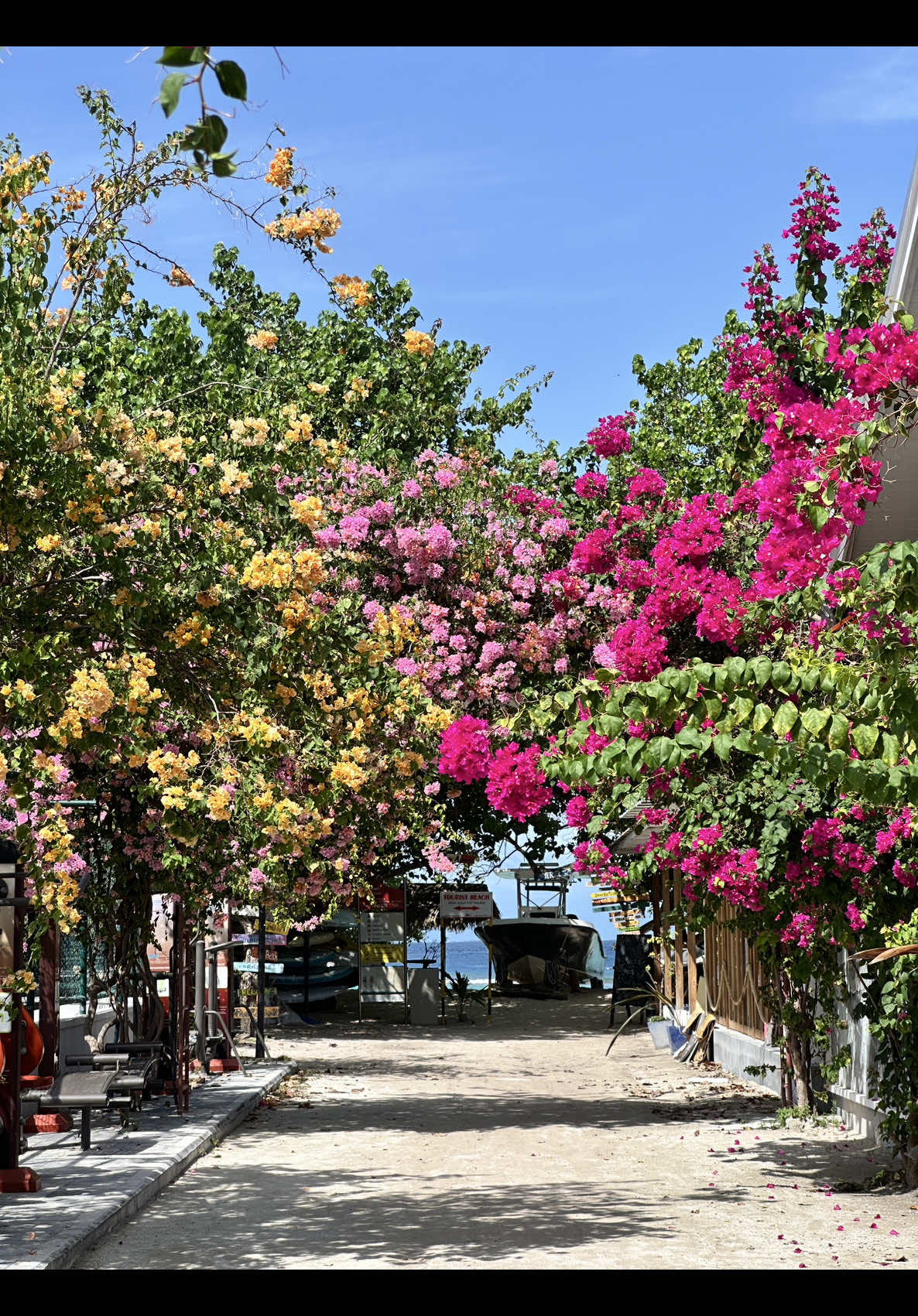 Strolling through Rasdhoo’s bougainvillea dreams 🌺    @Visit Maldives  #rasdhoo #viral #fyp #maldives #bougainvillea #travel #vacation #maldivestiktok #vacay #viral #viralfyp #beachwalk #island #life #facebook #instadaily #tiktok #flower #pretty #beautytok #influencer #bestfyp #love #romance #islanddays