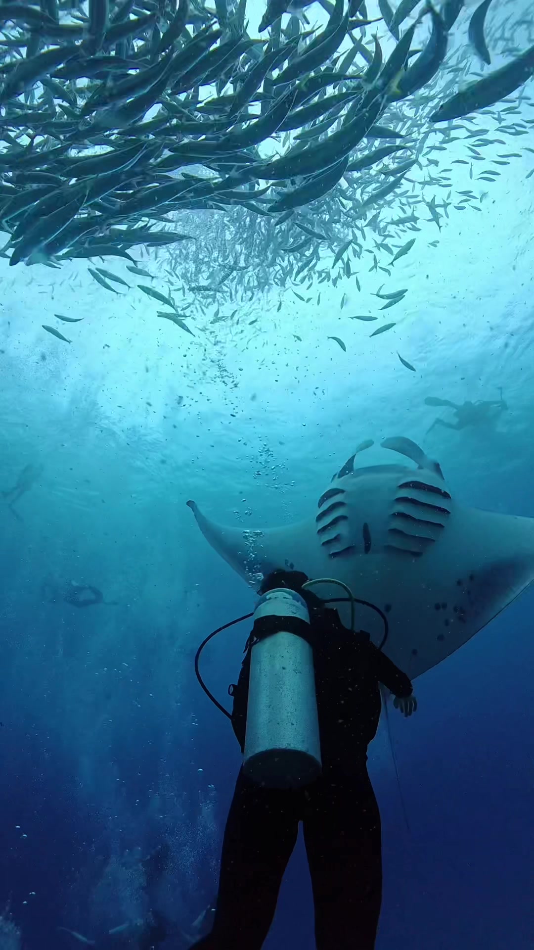 Manta came to say hi. 📍Hanifaru Bay, Baa Atoll #scubadiving #diving #maldives #underwater #manta #ray #paditv #chill #relax