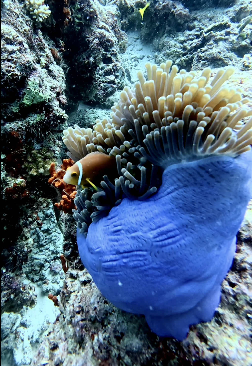 Dhigurah Arches, Maldives 🇲🇻  What I loved most about this dive were the colourful corals and sea anemones. A calm, peaceful reef that instantly makes you slow down. #Maldives #padi #scubadiving #dhigurah #marinelife