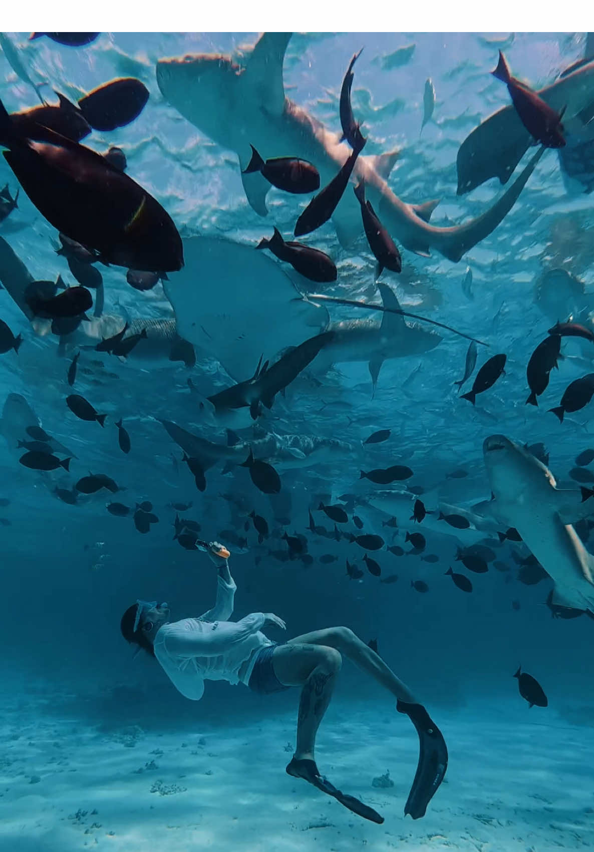 Shark Snorkeling at its finest 🩵🦈🌊. Book your excursion through us for unforgettable memories. #visitmaldives #thoddooisland #snorkeling #sharksnorkeling #maldives