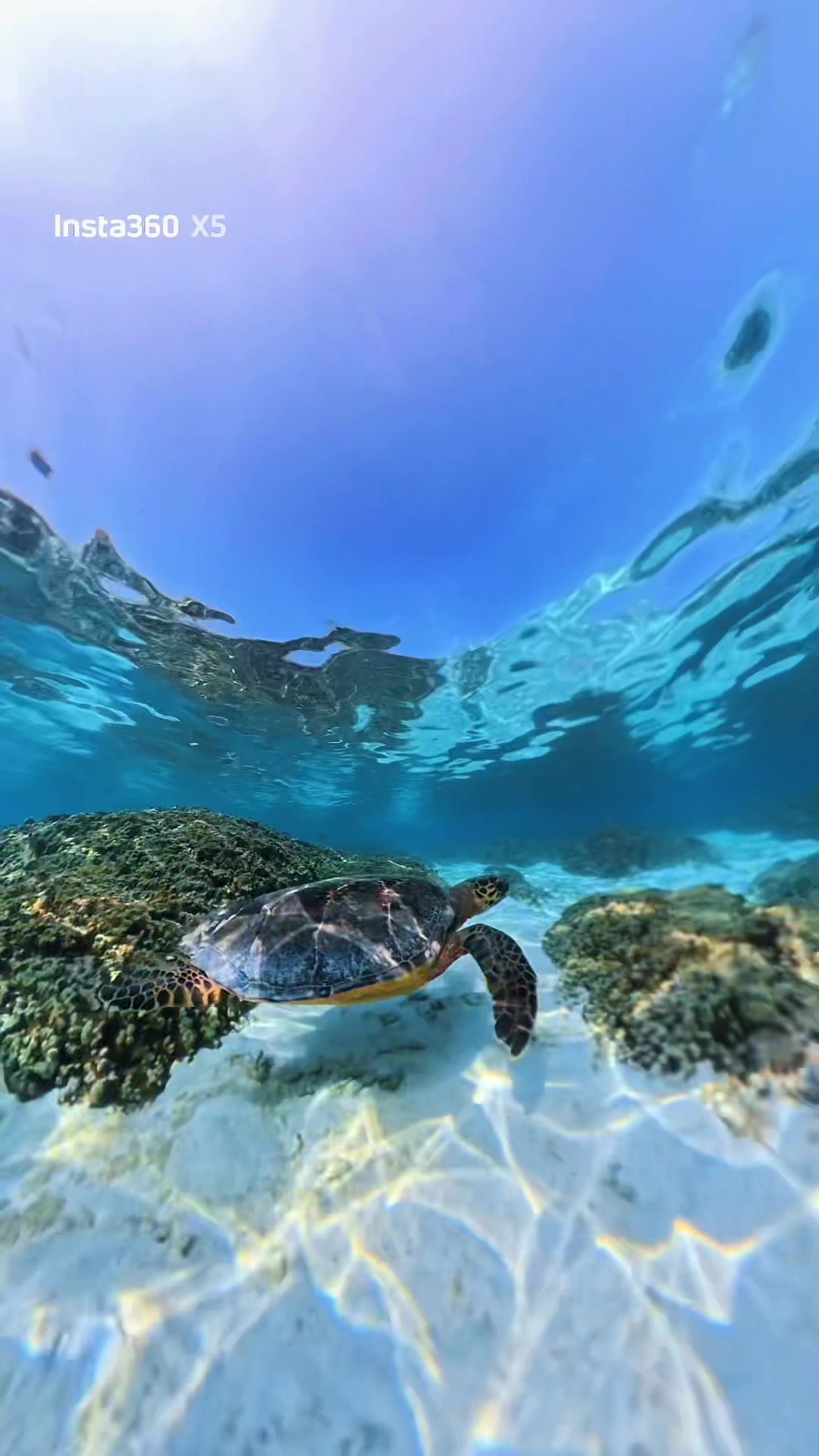 Explore the island’s turtle point 🐢✨— where the island’s most graceful residents welcome you to their turquoise home 🌊  #Villa #Maldives #Thoddoo #马尔代夫 #мальдивы @zoukmv