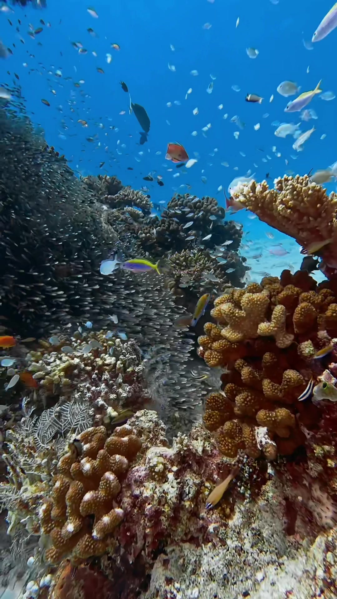 Feels like i&rsquo;m in a living kaleidescope #padidive #PADI #paditv #paditravel #visitmaldives #southariatoll #maldives #scubadiving #fundives #underwatervideography #ocean #underwater #gopro