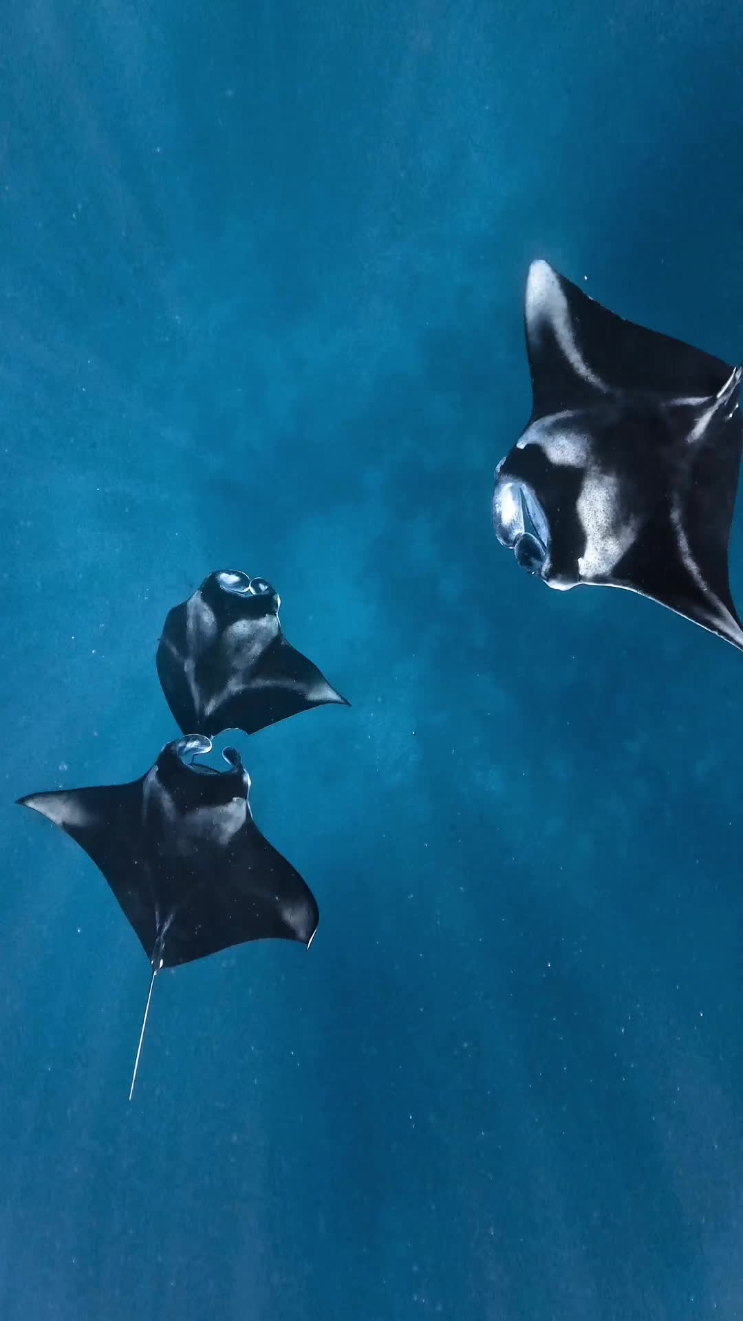 𝙒𝙞𝙣𝙜𝙨 𝙤𝙛 𝙩𝙝𝙚 𝙨𝙚𝙖 🪽𝙙𝙖𝙣𝙘𝙞𝙣𝙜 𝙞𝙣 𝙨𝙞𝙡𝙚𝙣𝙘𝙚.  #mantaray #maldives #manta #fypシ゚viral #maldivesvacation🇲🇻 #viral #foryoupage #mv #viraltiktok #likeit