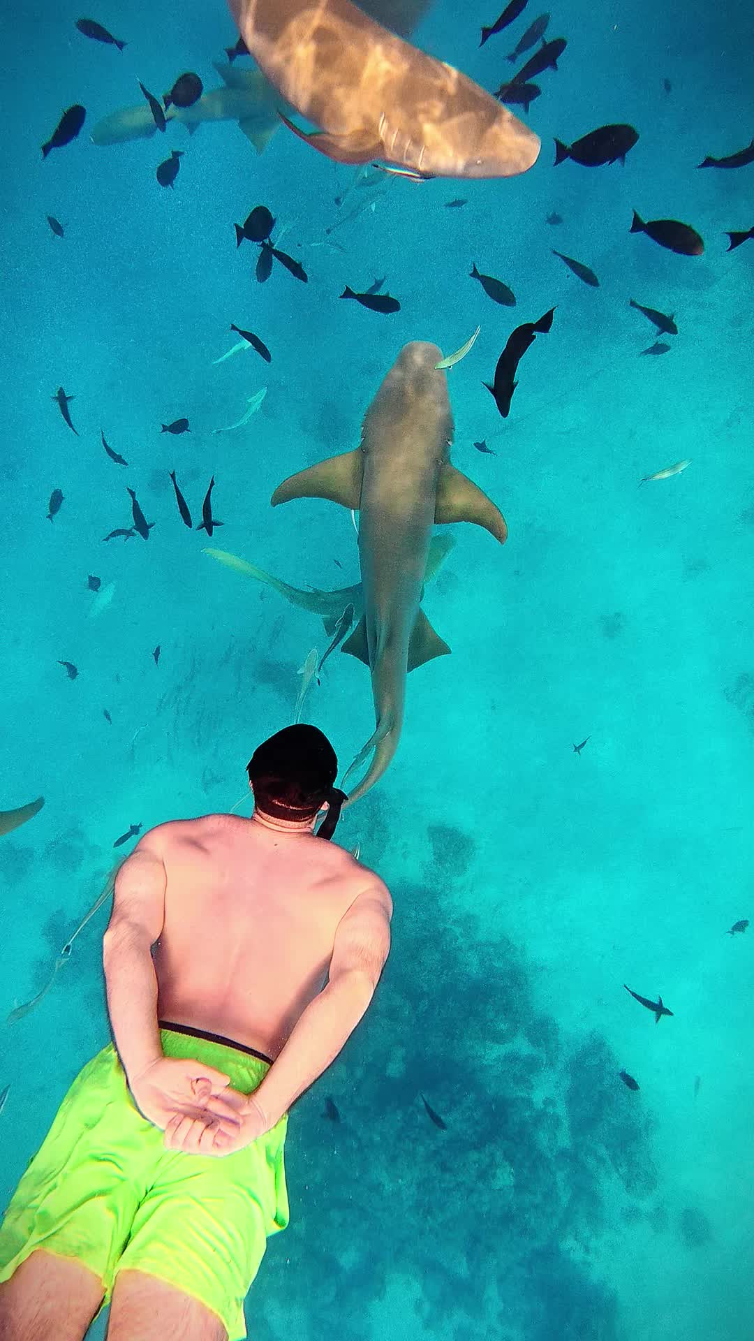 😱😳😨 Facing my fears and embracing the unknown 🦈💙 Took the plunge and swam with sharks in the Maldives! Sometimes, courage is just taking that first step into the deep. #Fearless #SharkDive #MaldivesAdventure #maldives #maafushi #OvercomeYourFears @Maldives&ensp;underwater&ensp;life