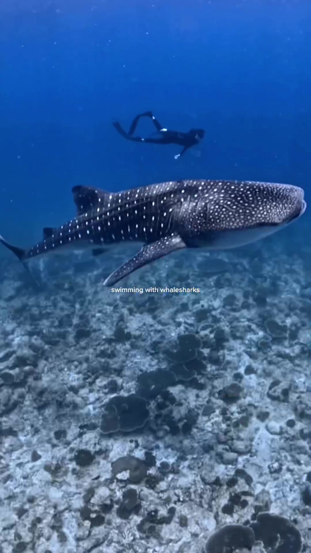 Your sign to go swim with whalesharks 🩵🏝️🪸 #whalesharks #maldives #marinebiology #divinginmaldives