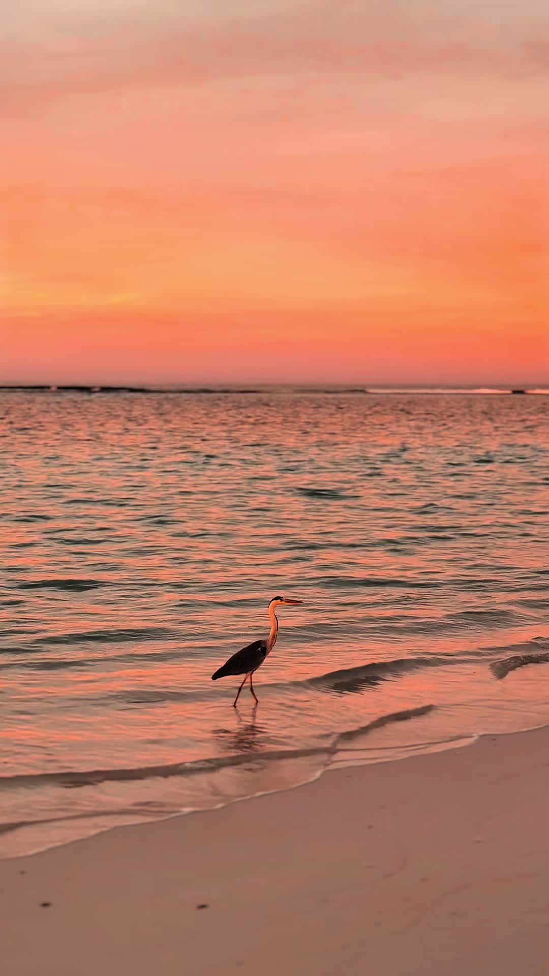 When you know you know 🤍 #sunsets #maldives #noonu #sonevajani #fyp #mv