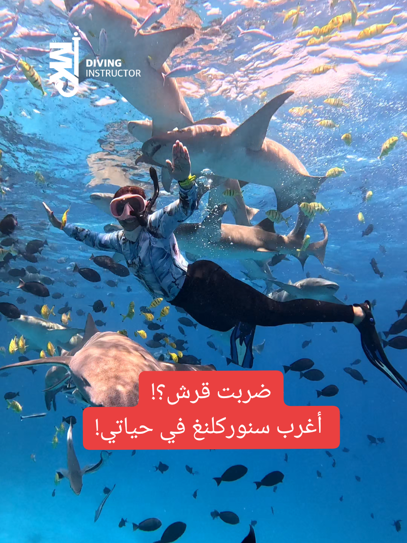 Did I punch a shark?! The weirdest snorkeling of my life!😅 #fyp #foryou #viral #trending #Maldives #shark #sharks #tiktoktrend2025 #tiktokvideo #diving #scubadiving #freediving #underwater #underwaterphotography #ocean #sealife #padi #adventure #غوص_الجبيل #غوص_الدمام #غوص_الخبر #جزيرة_جريد #متحف_الهاف_مون #الجبيل #الخبر #الدمام #المنطقة_الشرقية #المالديف #جزر_المالديف @وِهَاْد🇸🇦  @CallMeRand