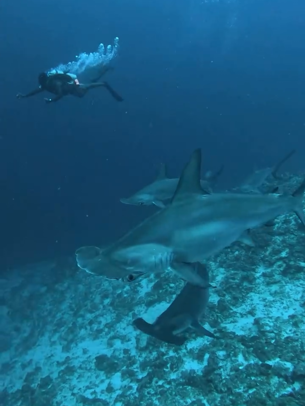 Hammerheads @ the Maldives🇲🇻  credits: inah_shark. #hammerhead #shark #summer #maldives #fyp #diving