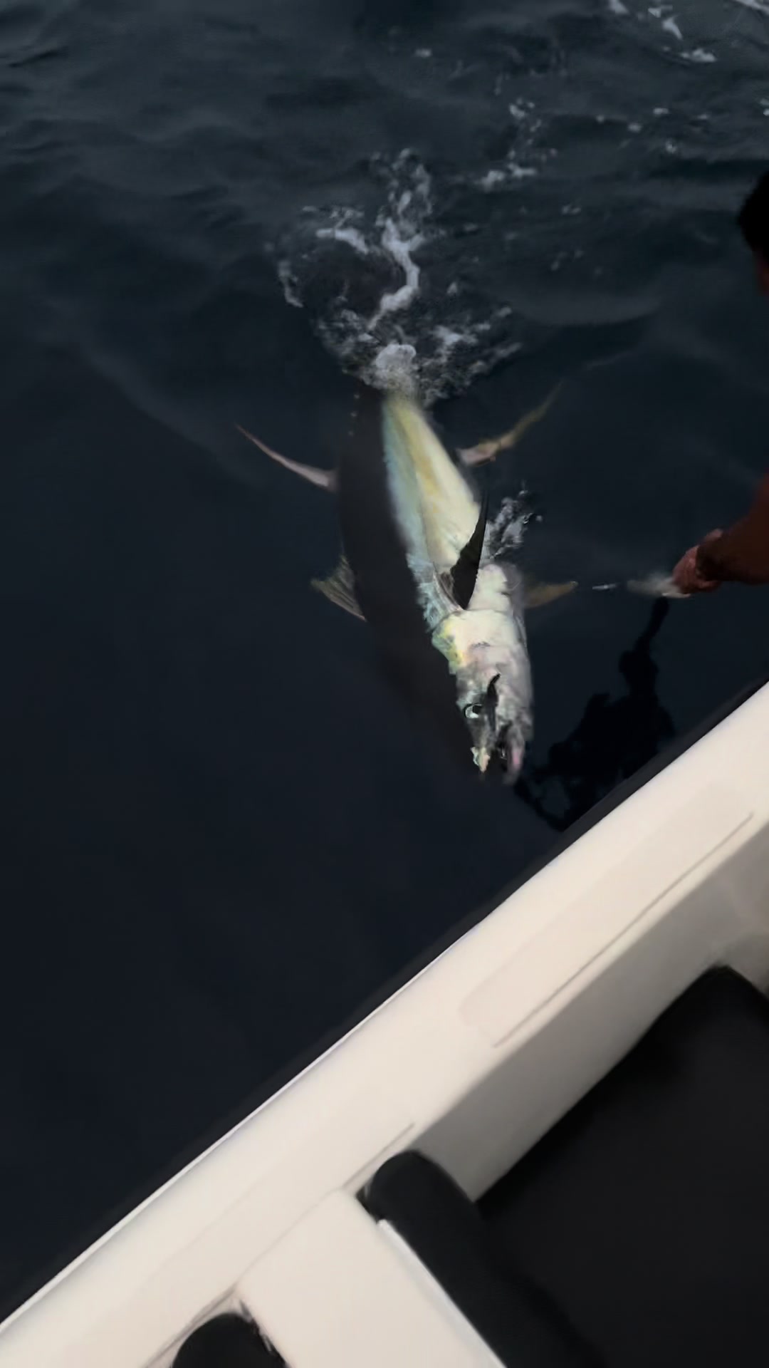 42 KG Yellowfin Tuna on a saragosa 6000 reel after a intense fight for more than a hour. 🔥🔥 @JauLHEY🦁    #fyp #foryou #viral #yft #fishingmaldives