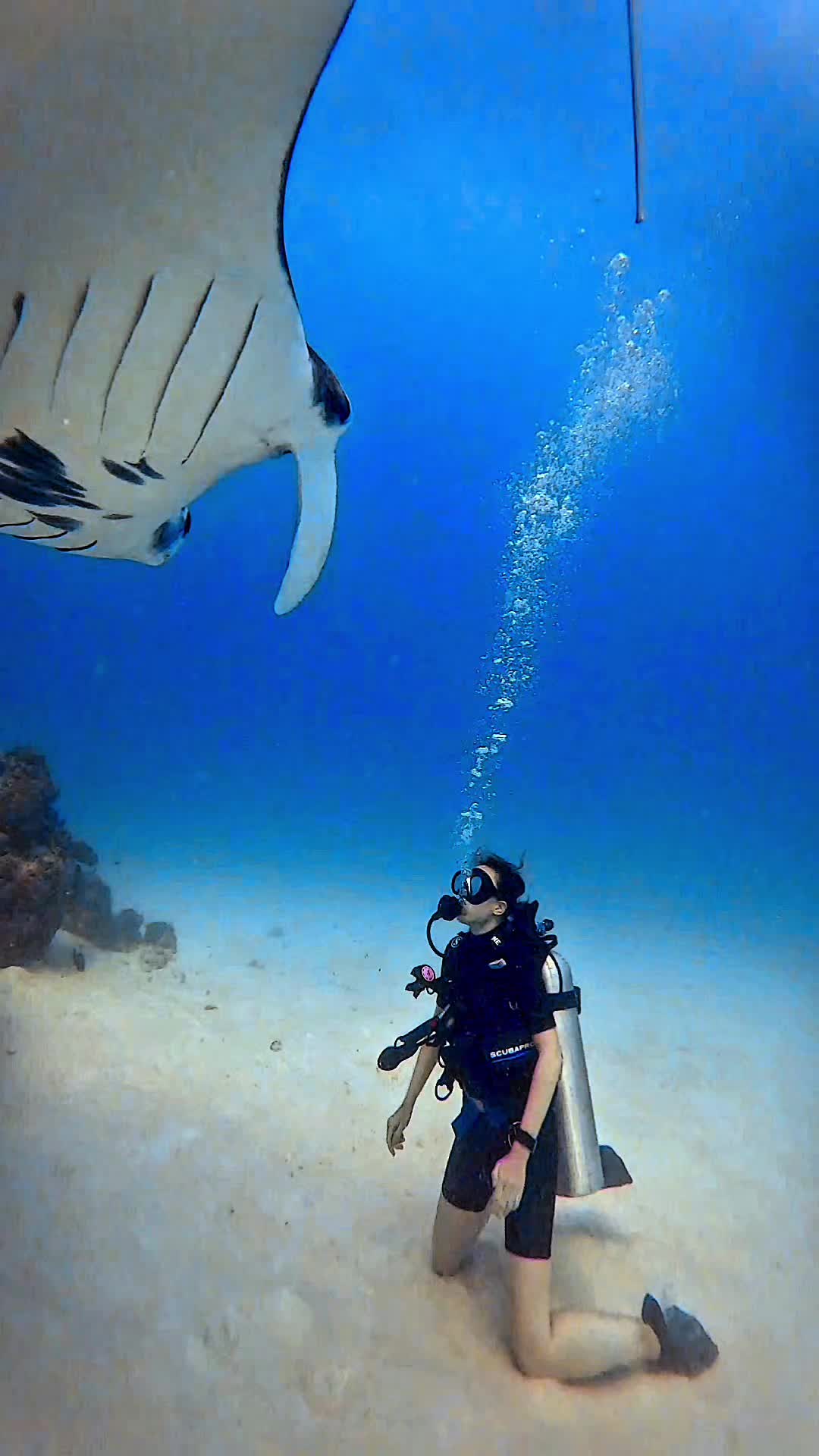Diving at Manta Point feels like watching birds fly&mdash;only this time, it&rsquo;s underwater. . . . #maldives #northariatoll #bodumantadivingcenter #manta #divewithmantas