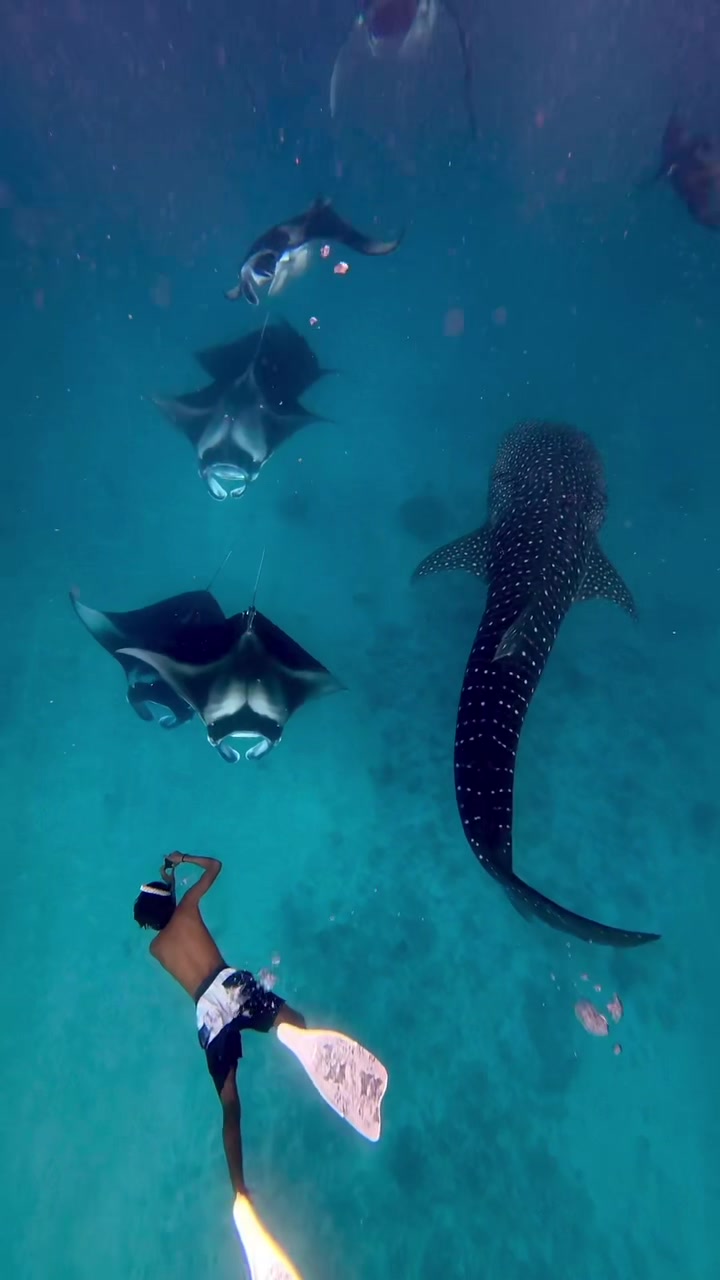 Best day ever🤿🌊🐋#divingfree#maldives#whaleshark#mantaray#sea
