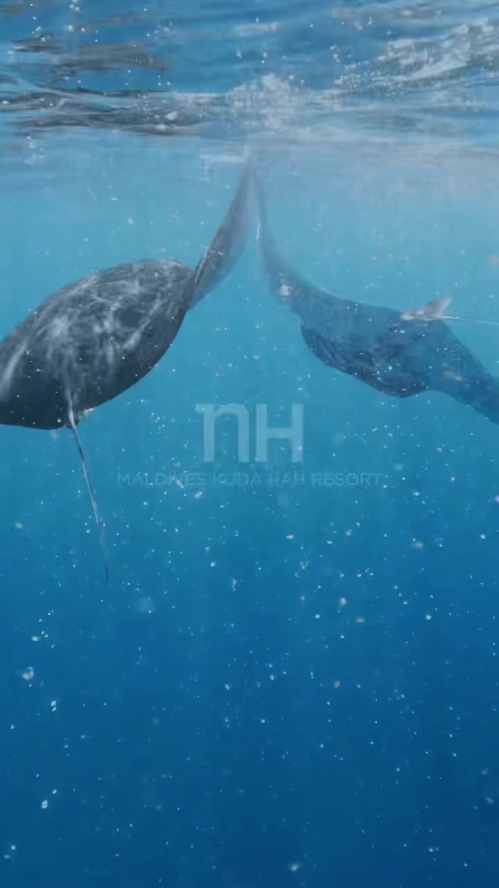 Dancing with the gentle giants. 🌊✨ Did you know you can swim with Manta Rays throughout the year here in South Ari Atoll? Join us at NH Maldives Kuda Rah for an unforgettable encounter. #nhmaldiveskudarah #MantaRay #SouthAriAtoll #Maldives #ocean