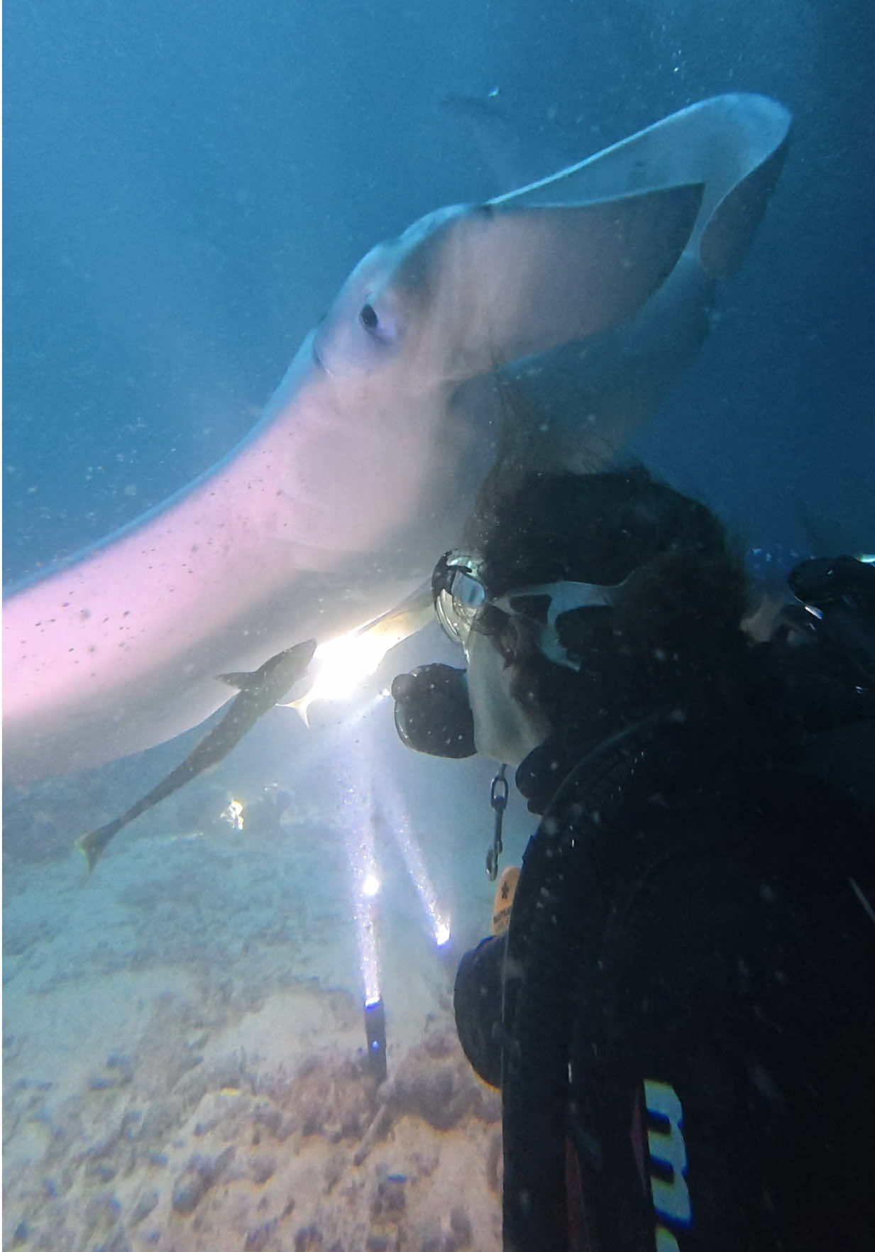 Diving at Fesdhoo Lagoon in the North Ari Atoll is world-renowned for its unique night manta encounters. Unlike traditional cleaning station dives, this experience focuses on observing reef mantas as they feed on plankton attracted by powerful dive lights.  . . Key Dive Information 💡  The Experience: Divers typically kneel on the sandy bottom at about 14 meters depth while manta rays perform "cyclone feeding" or graceful "dances" around them. Timing: The best time for manta sightings at this location is during the Southwest Monsoon (May to November). Activity usually peaks in the late afternoon and evening. Visibility & Conditions: While the plankton-rich water can reduce visibility to 20&ndash;25 meters, the lagoon's calm conditions make it suitable for divers of all levels. However, some experience with night diving is recommended. #spiritliveaboards #maldives #nightdive #fyp #mantaray