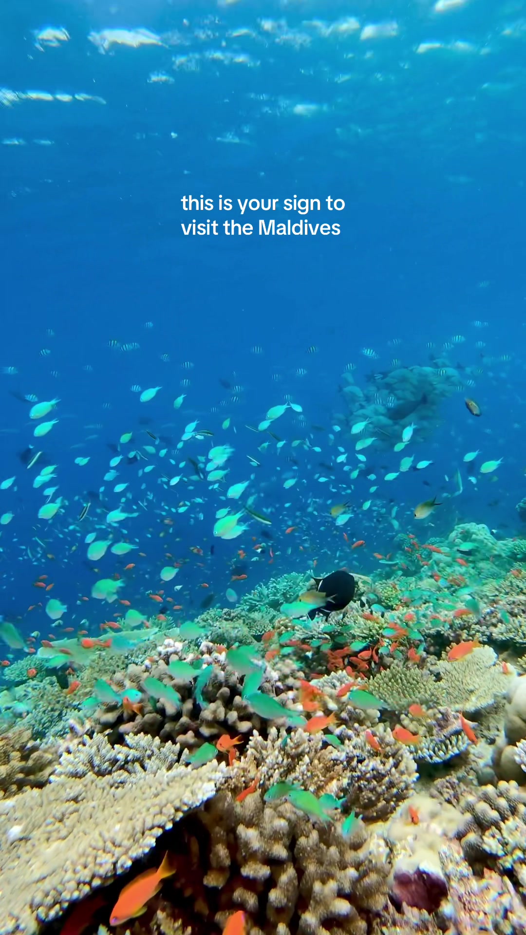 Never get tired of life under water! 🐠🪸 #maldivestiktok #coralreef #ellaidhoo #snorkeling #underwaterphotography