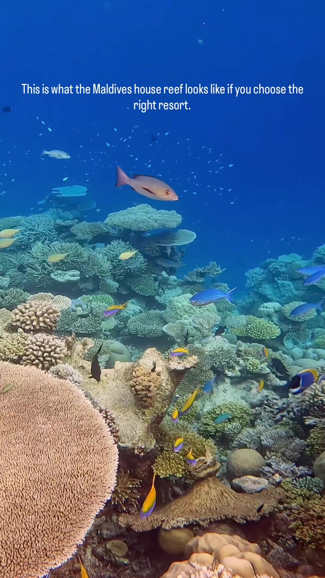 This is what the Maldives house reef looks like if you choose the right resort. At NH Collection Maldives Havodda Resort you step off the villa deck and you&rsquo;re snorkelling in within seconds, no boat needed. Turtles resting on coral. Eagle rays gliding through. Sharks patrolling the area. Marine life so close you can hear your own breathing through the mask. This is why the underwater Maldives hits differently to any other destination. The reef access isn&rsquo;t an excursion. It&rsquo;s just life here. Follow for more underwater Maldives and resort content  🌊 📍 NH Collection Maldives Havodda Resort @nhcollectionmaldiveshavodda  #underwaterphotography #Maldives #MarineLife  #CoralReef #snorkelling