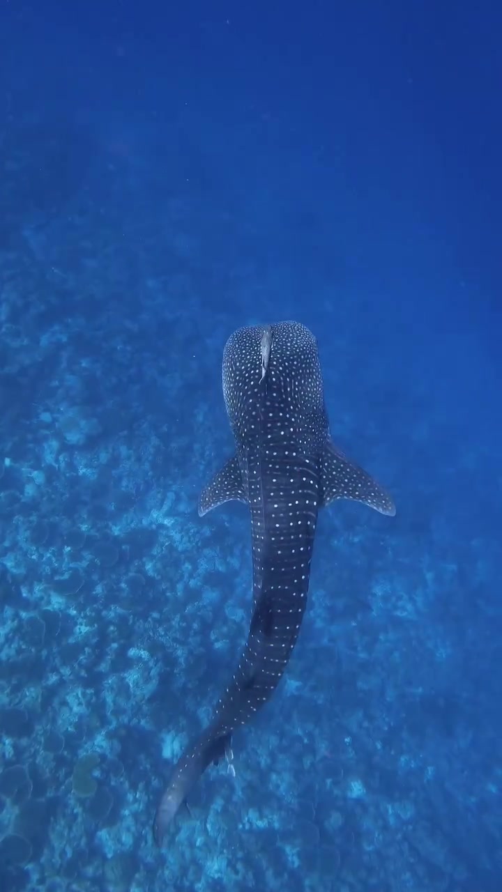 At LUX* South Ari Atoll, the ocean holds extraordinary encounters. Located in the heart of the South Ari Marine Protected Area, one of the world&rsquo;s few places where whale sharks can be spotted year-round. 🌊 #LUXSouthAriAtoll #LUXResorts #maldives #blue #magic