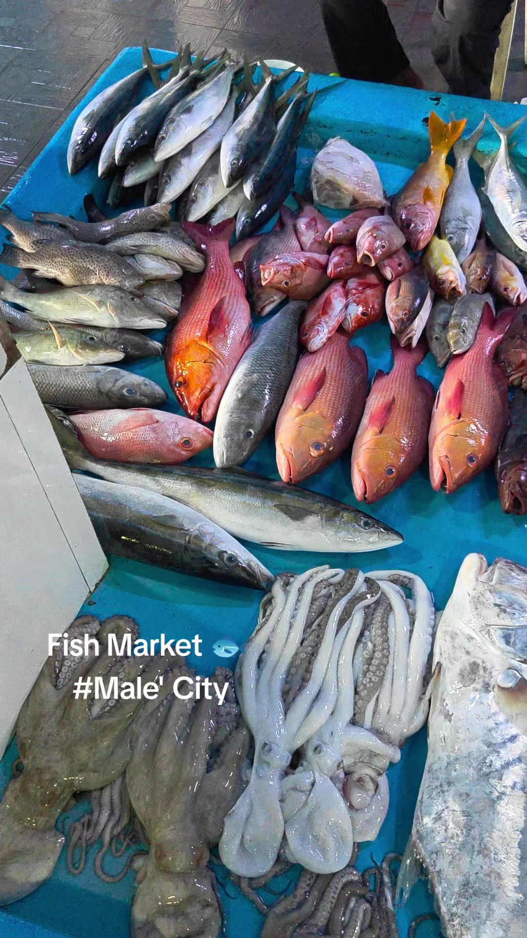 Male' City Fish Market 🐟 #fishmarket #maldives #male #fyp #fypシ