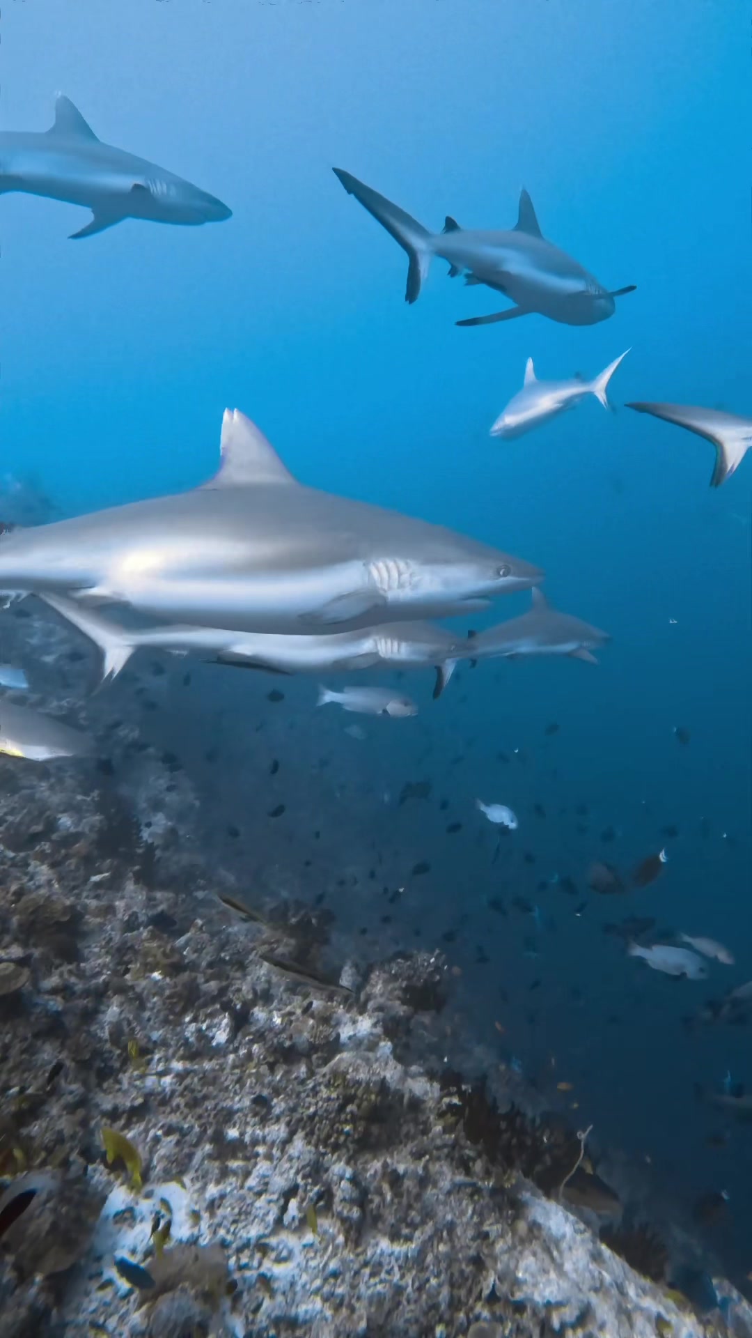 Just another day in the shark's world 🦈❤️ . . . . #maldives #shark #ocean #dive #padi @PADI