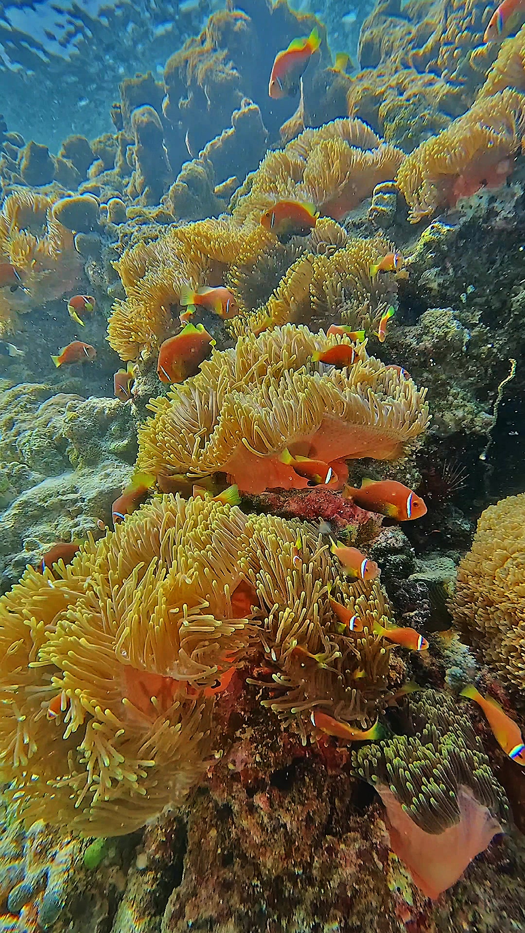 Come and dive into the beautiful waters of Thulusdhoo! You can see bright anemone fishs and lovely corals. #fypシ #fyp @MrBeast